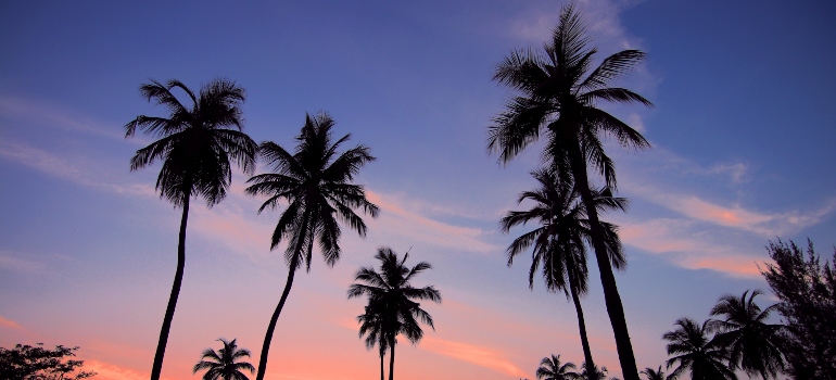 palm trees in the sunset