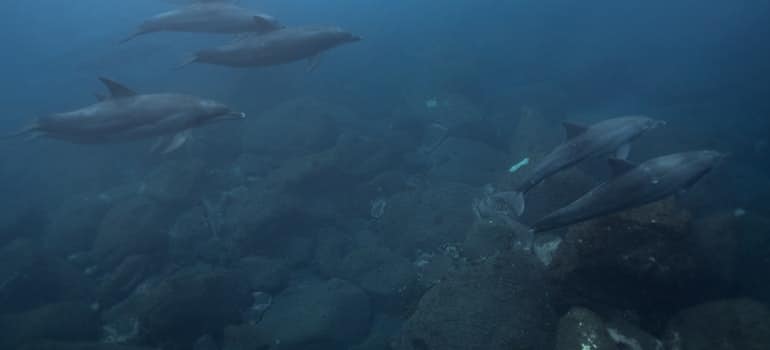 3 A school of fish swimming together, something you could see in Tampa's Florida Aquarium.
